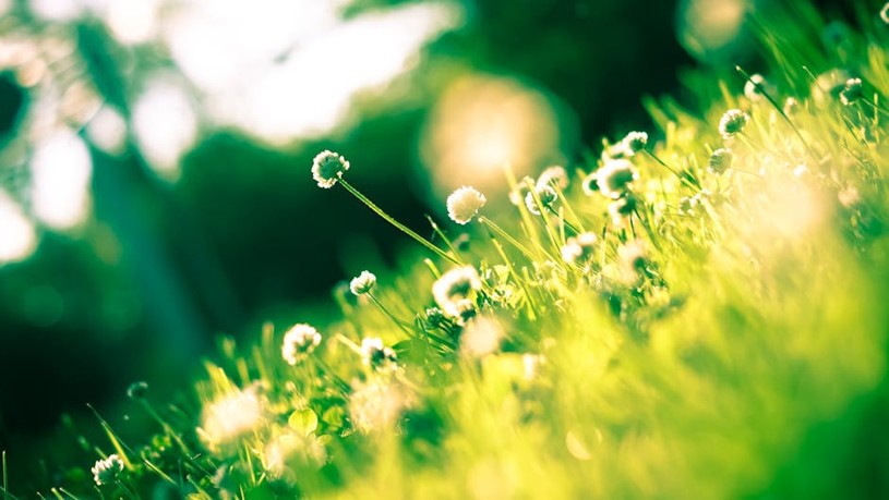 Spring